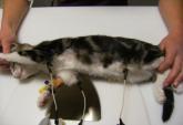ResizedImage165113 Positie op echotafel kat