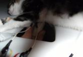 ResizedImage165113 Positie op tafel probe kat