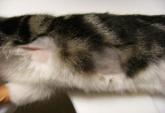 ResizedImage165113 Scheren L kat